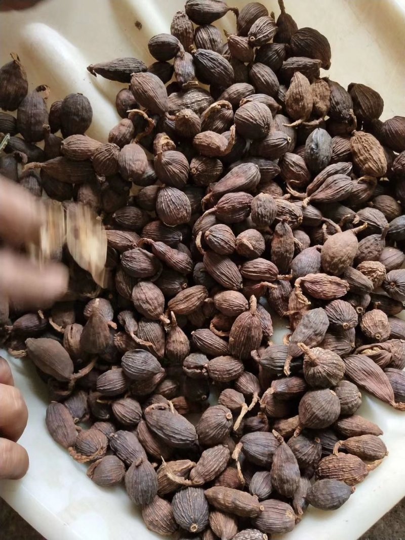 草果，云南草果，香辛料热销品种，有货供应
