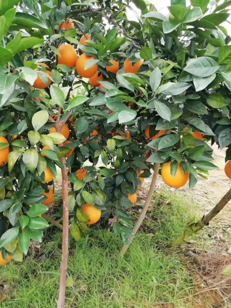 脐橙大量出售