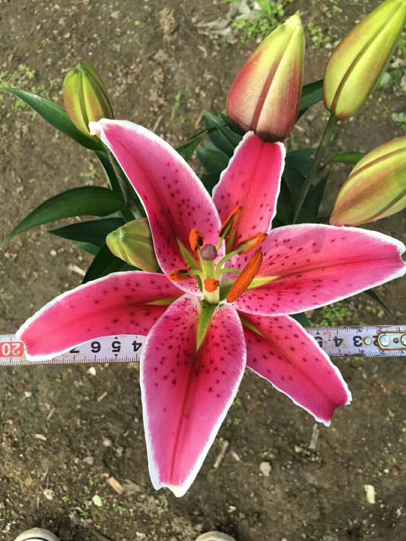 百合花，盆栽