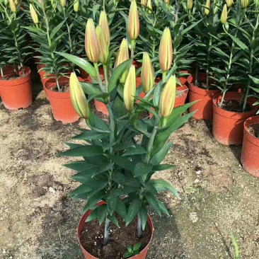 百合花，盆栽