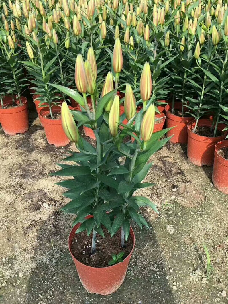 百合花，盆栽