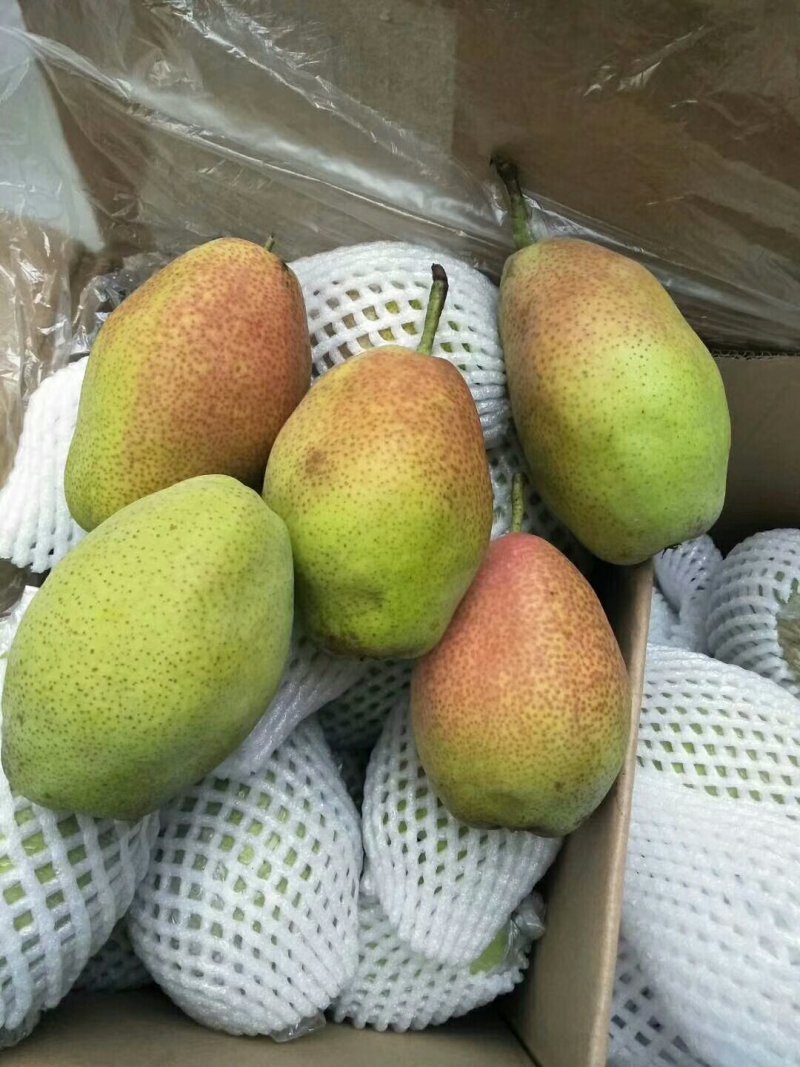 红香酥梨膜袋200~250g