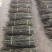 金福堂铁皮石斛精品鲜长条，一手货源，货源稳定，批发