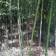 大量供应竹子，有山竹子，水竹，篾青竹，可实地。