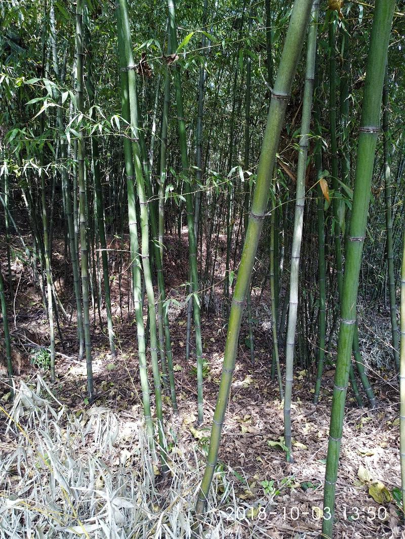 大量供应竹子，有山竹子，水竹，篾青竹，可实地看货。