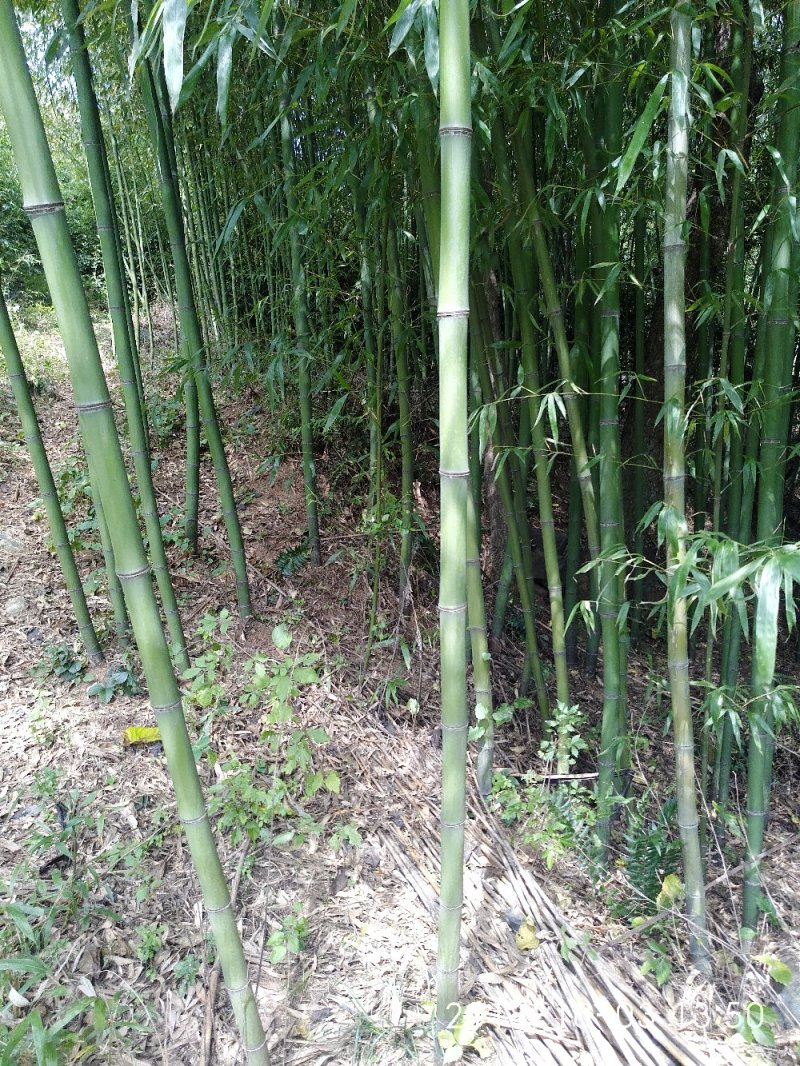大量供应竹子，有山竹子，水竹，篾青竹，可实地看货。