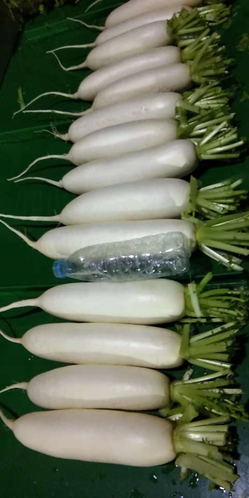 白萝卜2~2.5斤起