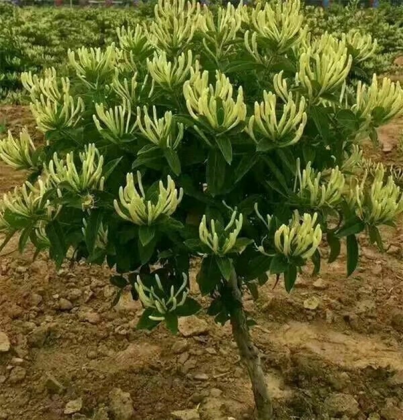 金银花金银花树桩