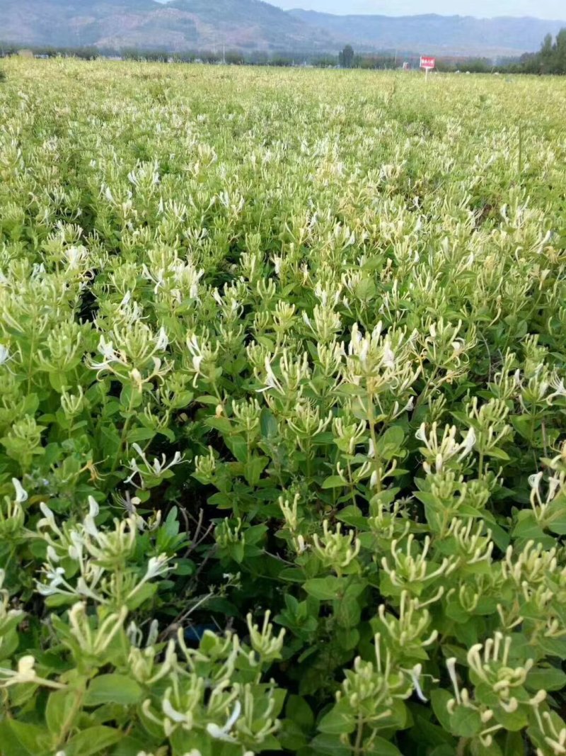 金银花金银花树桩