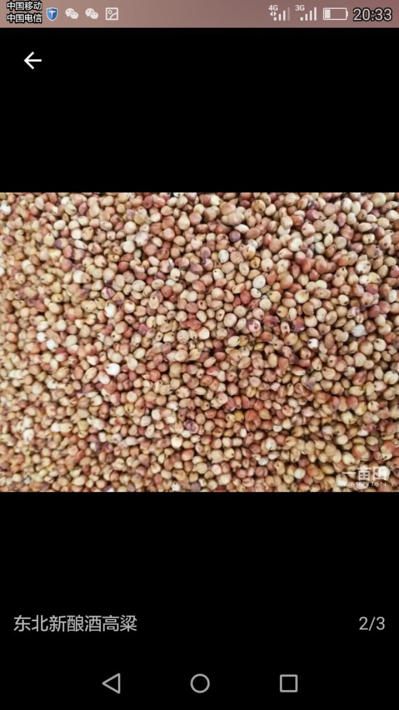 高粱