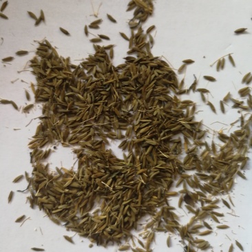 蒲公英种子，纯度高，包出芽