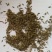蒲公英种子，纯度高，包出芽