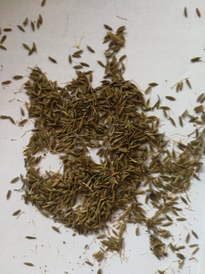蒲公英种子，纯度高，包出芽