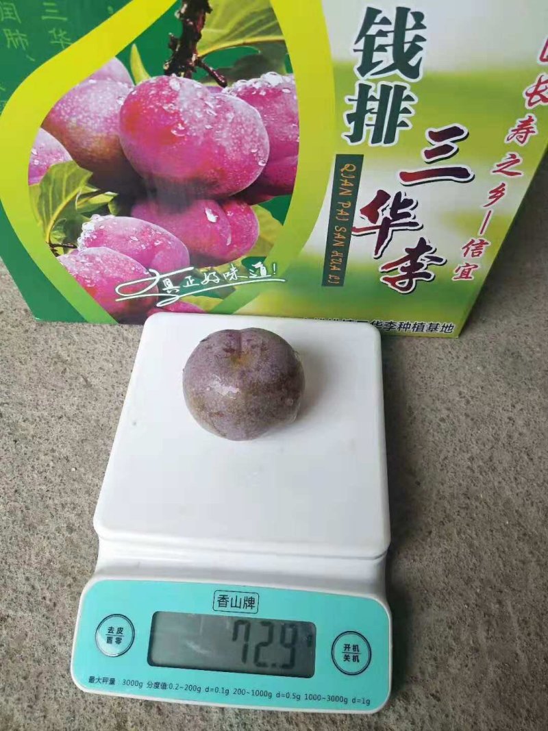 正宗钱排三华李子苗