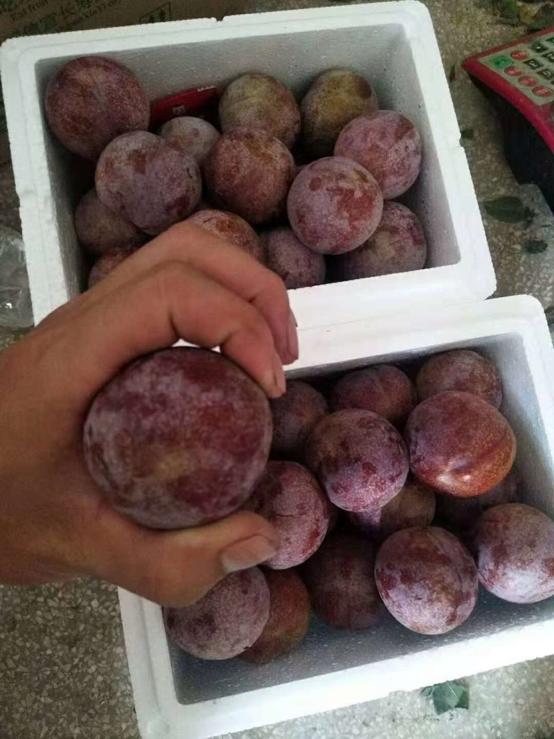 正宗钱排三华李子苗