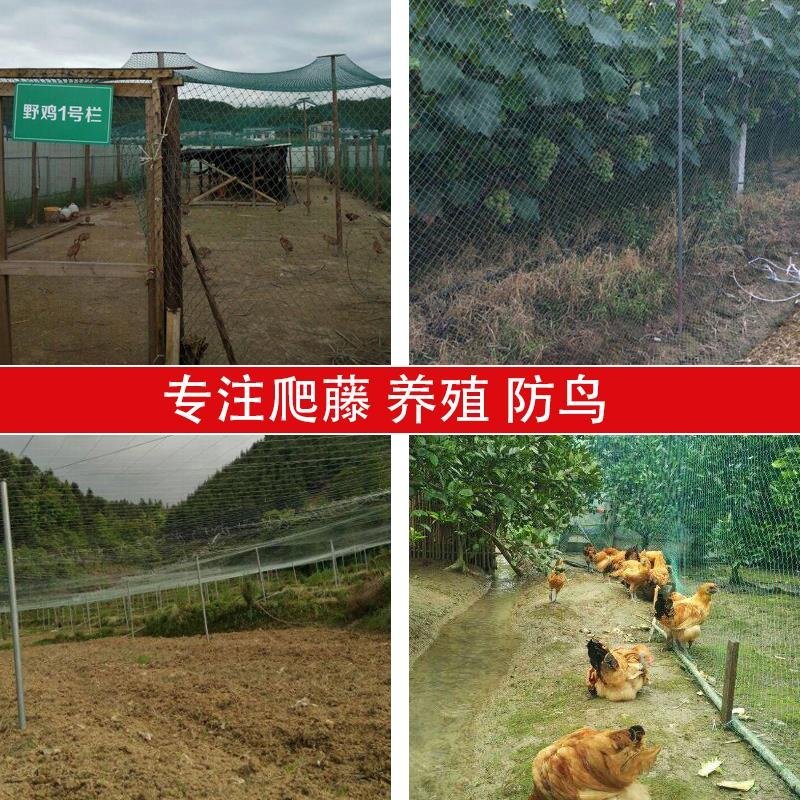 防鸟网养殖网山鸡网养鸡网尼龙网拦鸡围网防鸟网护栏