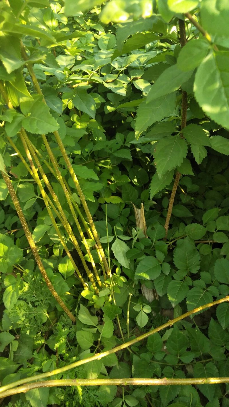 连翘苗，药用连翅苗，开花好看，药用良好，，果实市场看好