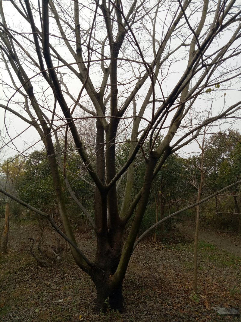 小叶朴树