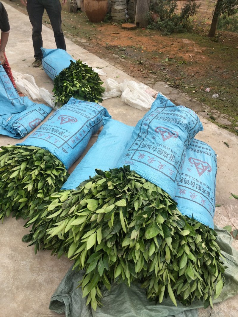 特早熟大分四号一年苗30~80㎝，品种纯可以签订合同包邮