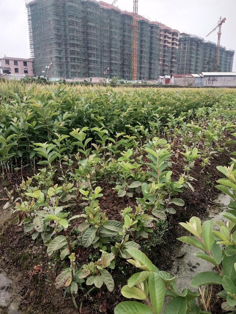 台湾四季番石榴苗，白肉和红心都有，当年种当年挂果