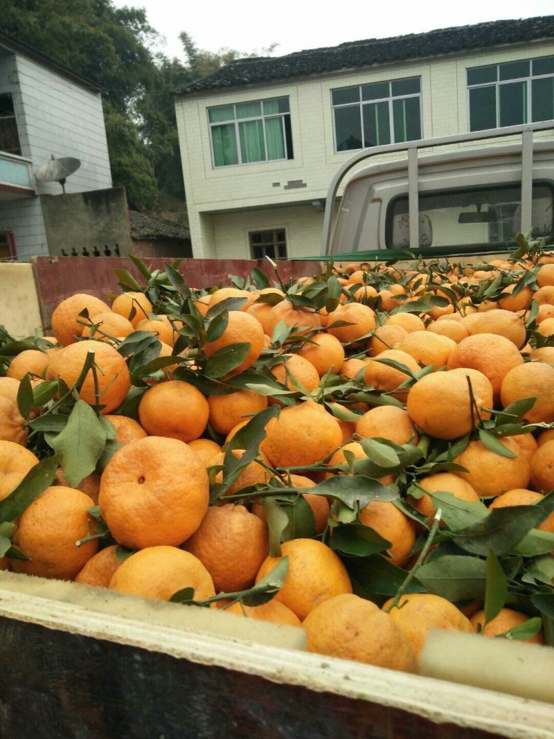 被评为全国优质椪柑基地自贡荣县留佳镇，口感特别好，质优价