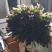 蔬菜