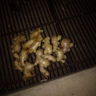 低价出售生姜！！！适合脱水，深加工！！！