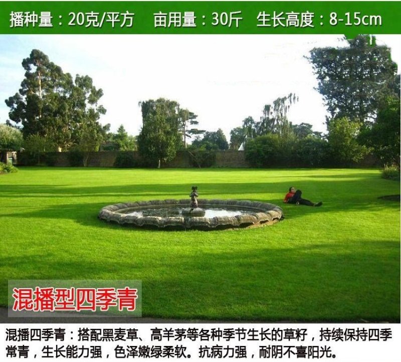 草坪种子四季长青免修剪马尼拉黑麦草庭院草皮草籽狗牙根护坡