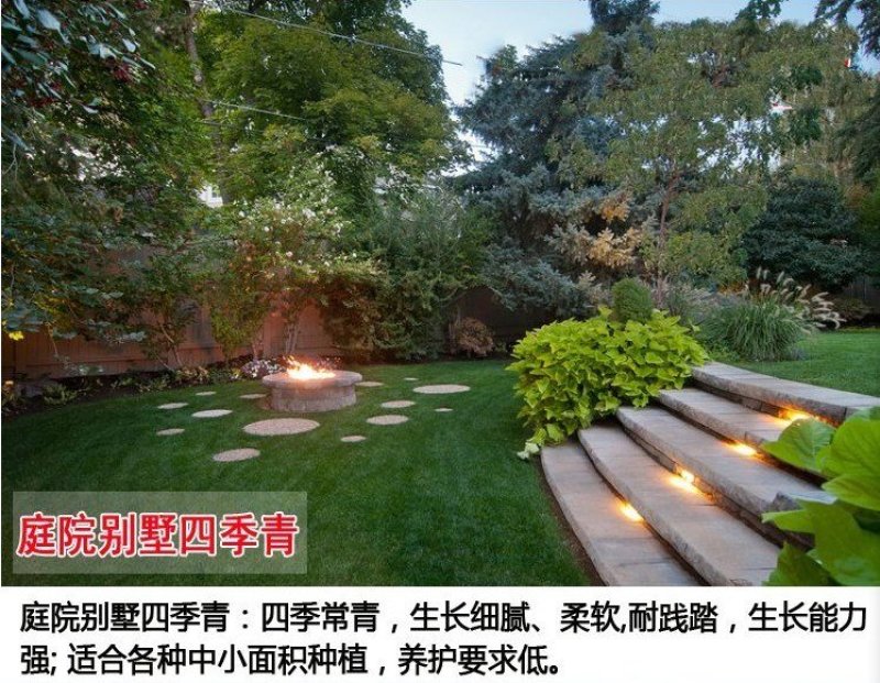 草坪种子四季长青免修剪马尼拉黑麦草庭院草皮草籽狗牙根护坡