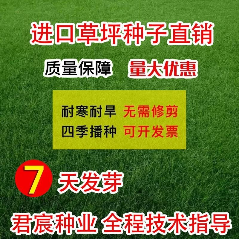 草坪种子四季长青免修剪马尼拉黑麦草庭院草皮草籽狗牙根护坡