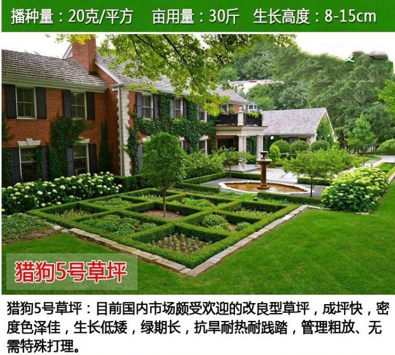 草坪种子四季长青免修剪马尼拉黑麦草庭院草皮草籽狗牙根护坡