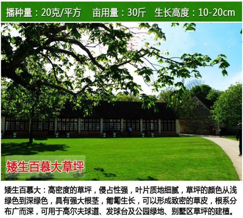 草坪种子四季长青免修剪马尼拉黑麦草庭院草皮草籽狗牙根护坡
