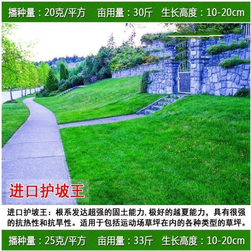 草坪种子四季长青免修剪马尼拉黑麦草庭院草皮草籽狗牙根护坡