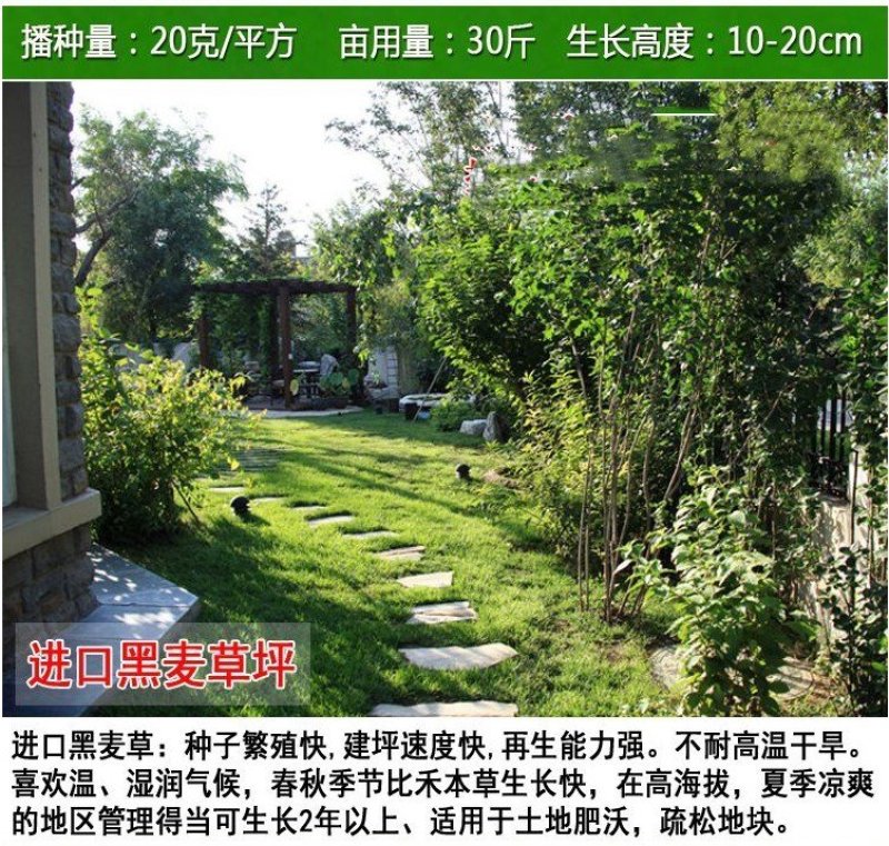 草坪种子四季长青免修剪马尼拉黑麦草庭院草皮草籽狗牙根护坡