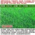 草坪种子四季长青免修剪马尼拉黑麦草庭院草皮草籽狗牙根护坡