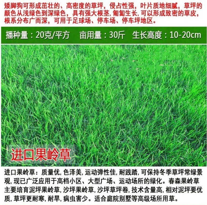 草坪种子四季长青免修剪马尼拉黑麦草庭院草皮草籽狗牙根护坡
