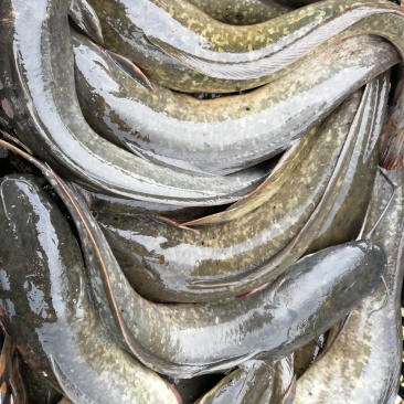 胡子鲢
