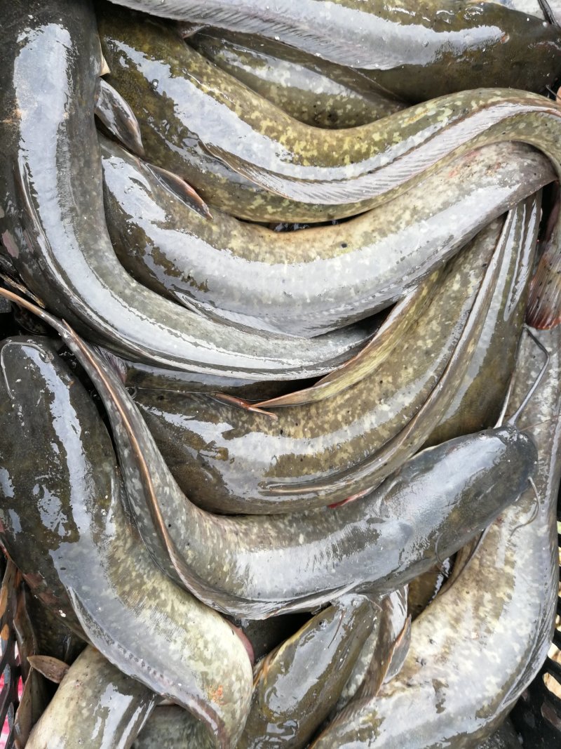 胡子鲢