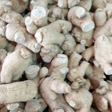 西洋参粒头15克批发各种规格中药材
