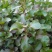 旱地西洋菜苗台湾红枸杞菜苗新型保健野菜带育苗