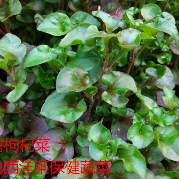 旱地西洋菜苗台湾红枸杞菜苗新型保健野菜带育苗
