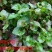 旱地西洋菜苗台湾红枸杞菜苗新型保健野菜带育苗