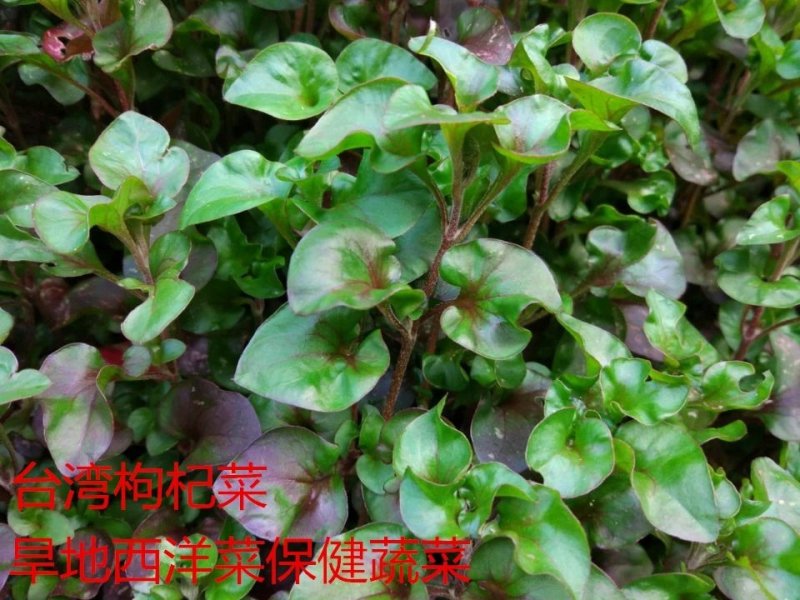 旱地西洋菜苗台湾红枸杞菜苗新型保健野菜带育苗