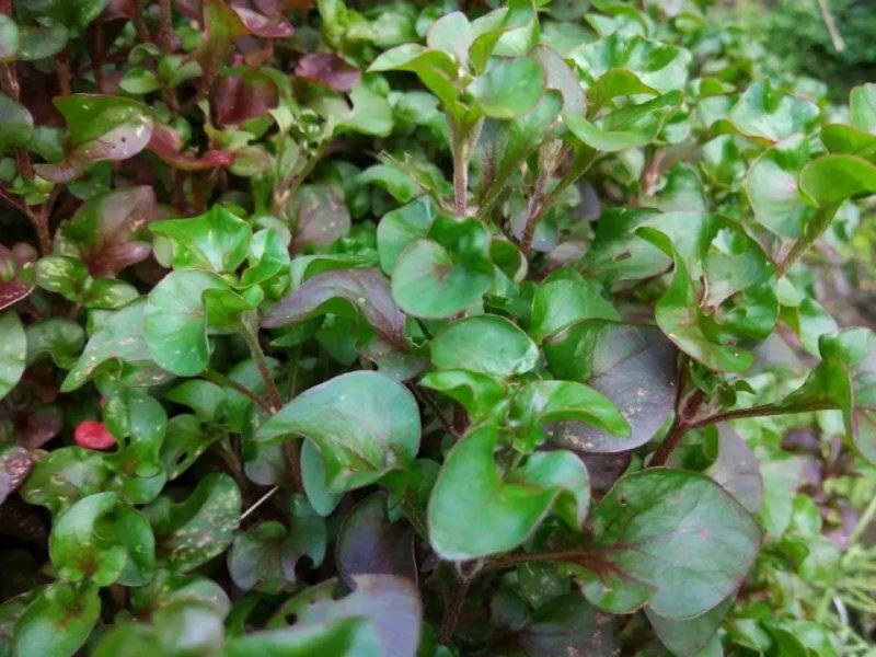 旱地西洋菜苗台湾红枸杞菜苗新型保健野菜带育苗