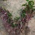 旱地西洋菜苗台湾红枸杞菜苗新型保健野菜带育苗