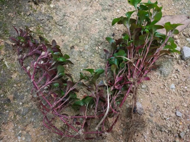 旱地西洋菜苗台湾红枸杞菜苗新型保健野菜带育苗
