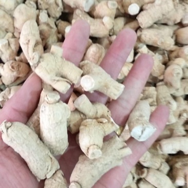 西洋参粒头、小号批发各种规格中药材饮片