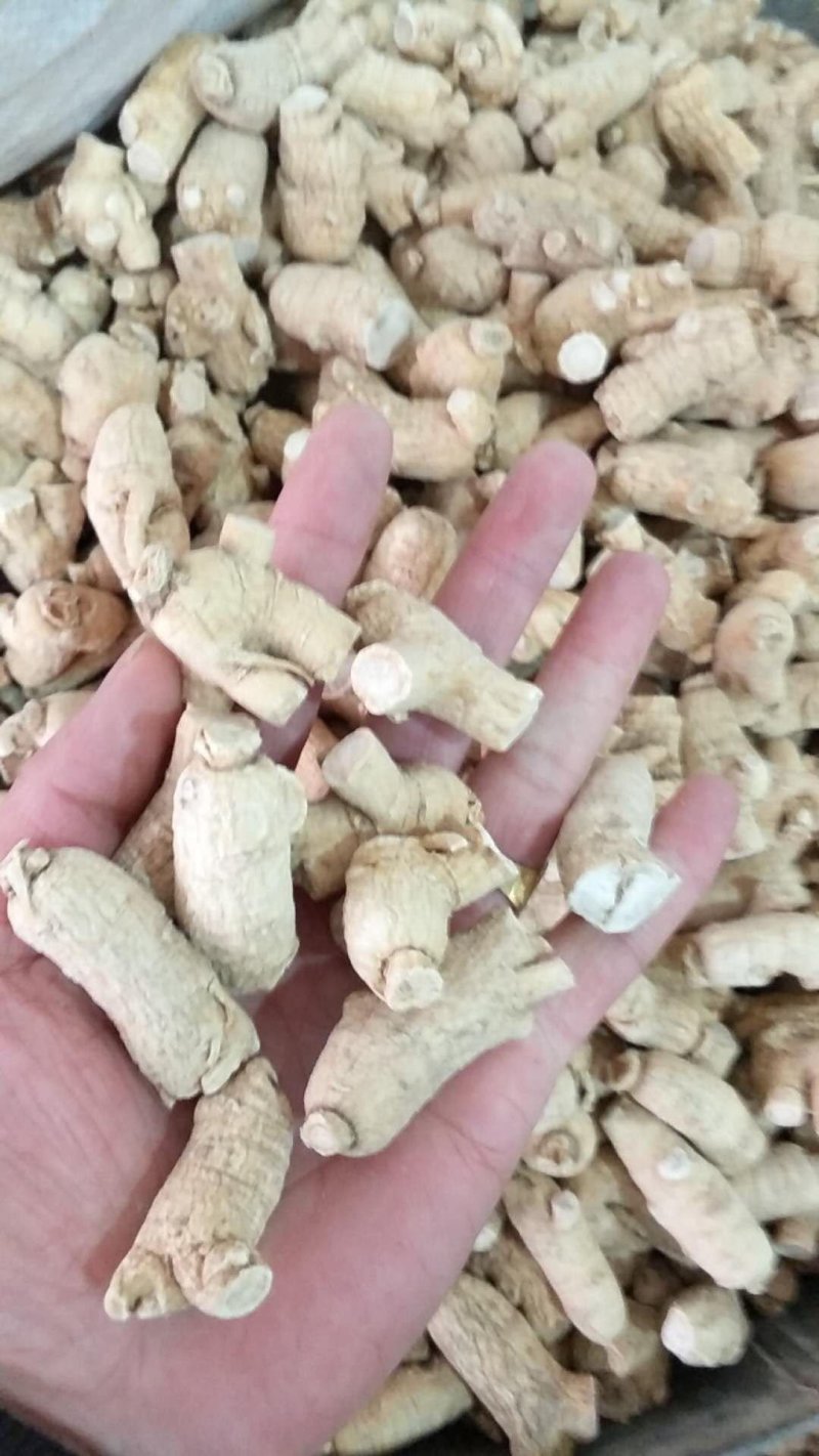 西洋参粒头、小号批发各种规格中药材饮片