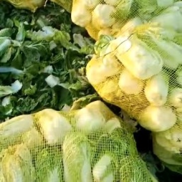 娃娃菜，精品