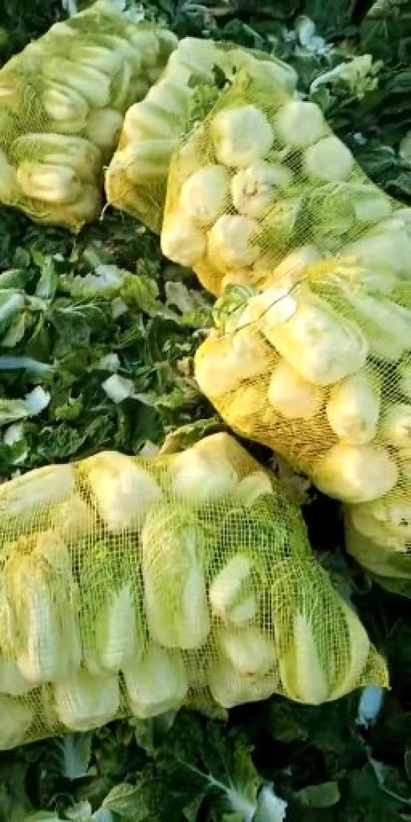 娃娃菜，精品